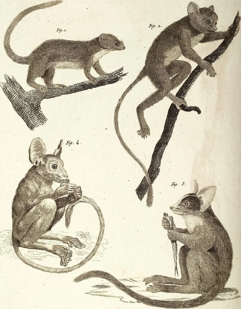 An illustration from (Band 4), 1802, leaf 451