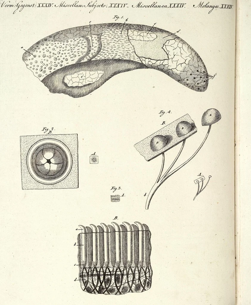 An illustration from (Band 4), 1802, leaf 48