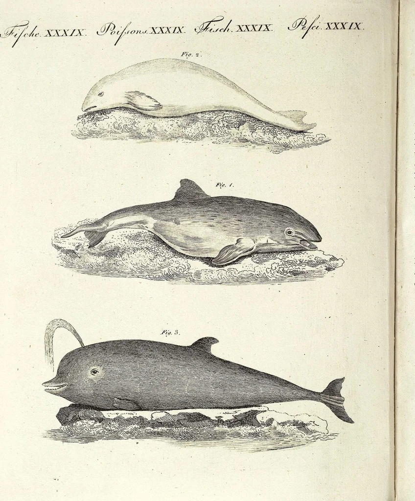 An illustration from (Band 4), 1802, leaf 481