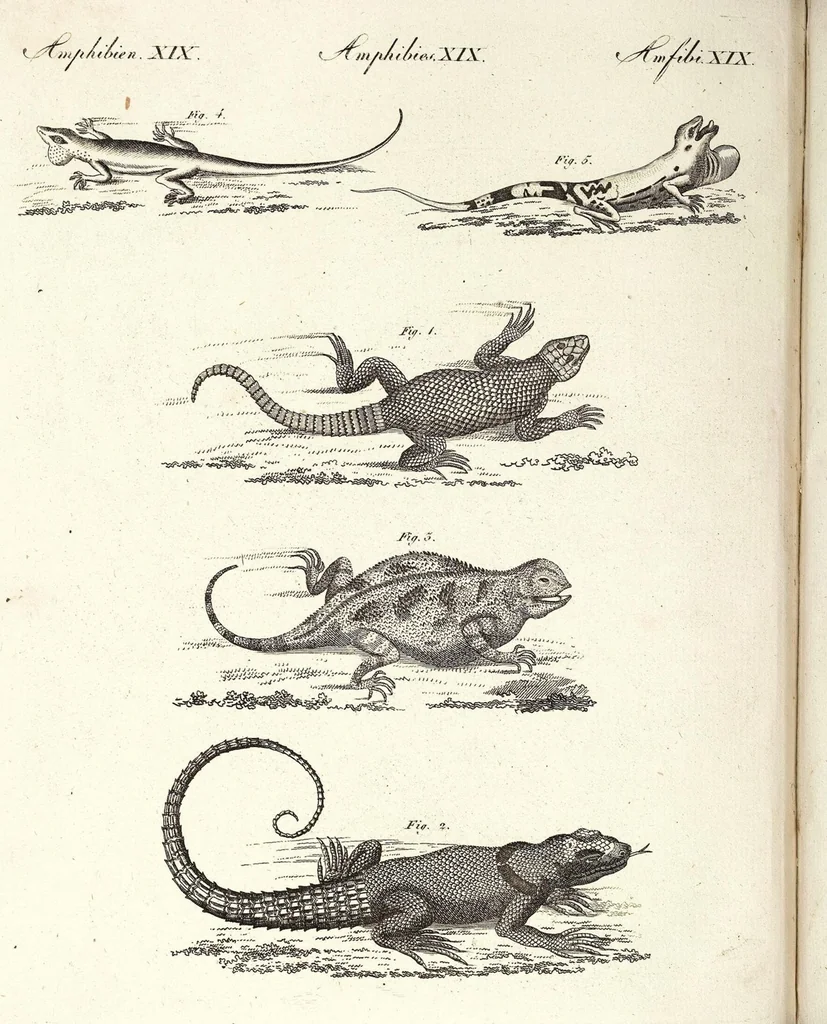 An illustration from (Band 4), 1802, leaf 486