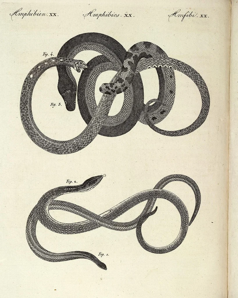 An illustration from (Band 4), 1802, leaf 491