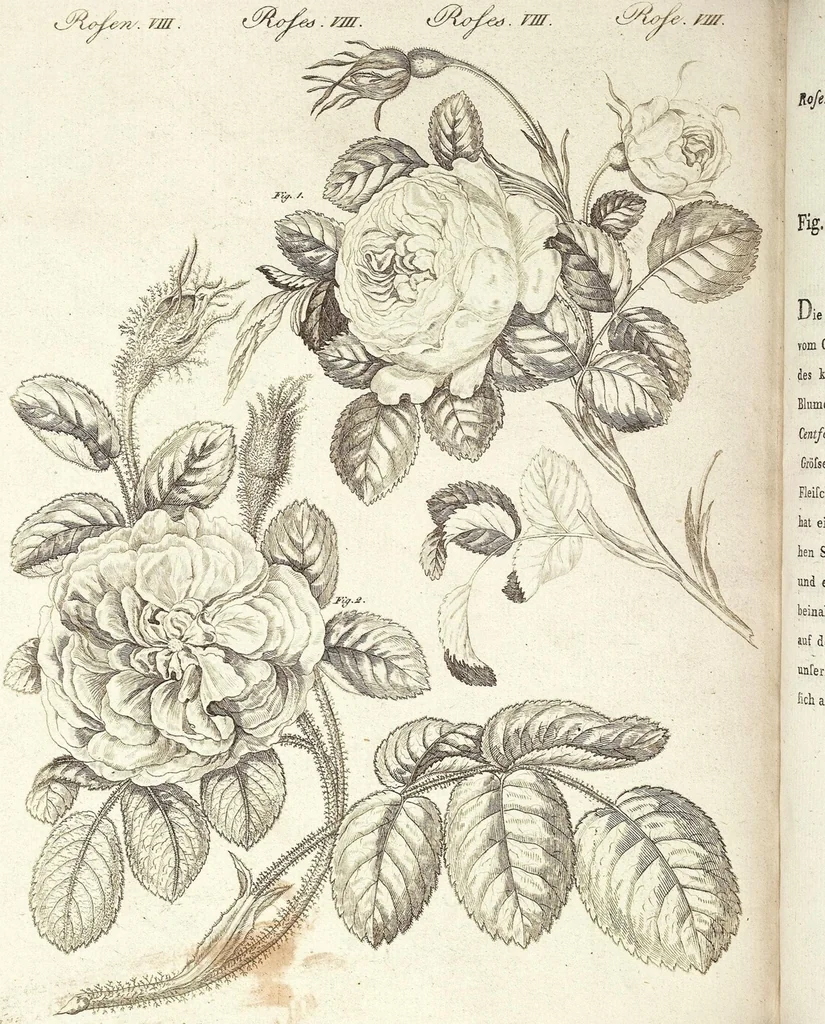 An illustration from (Band 4), 1802, leaf 496