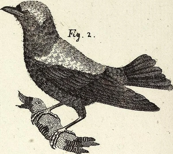 An illustration from (Band 4), 1802, leaf 53