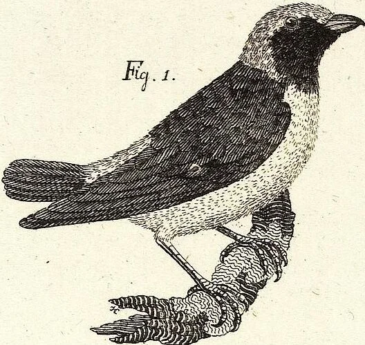 An illustration from (Band 4), 1802, leaf 53