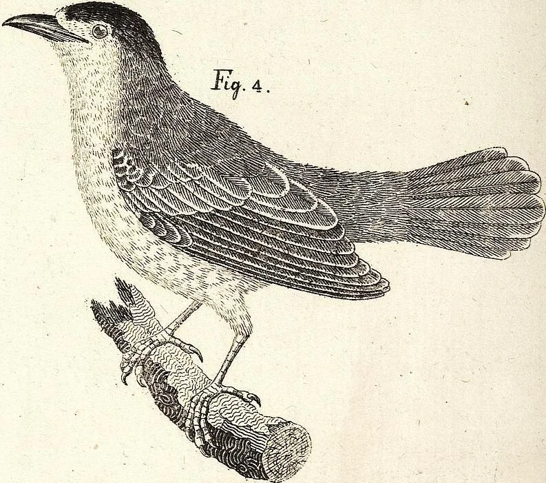 An illustration from (Band 4), 1802, leaf 53
