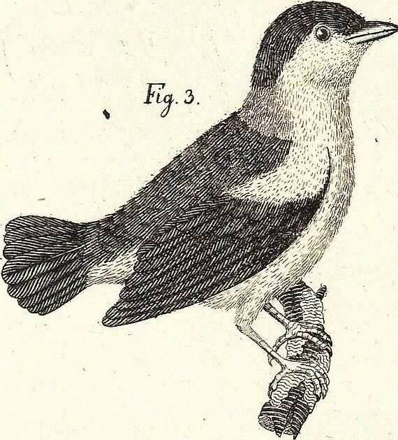 An illustration from (Band 4), 1802, leaf 53