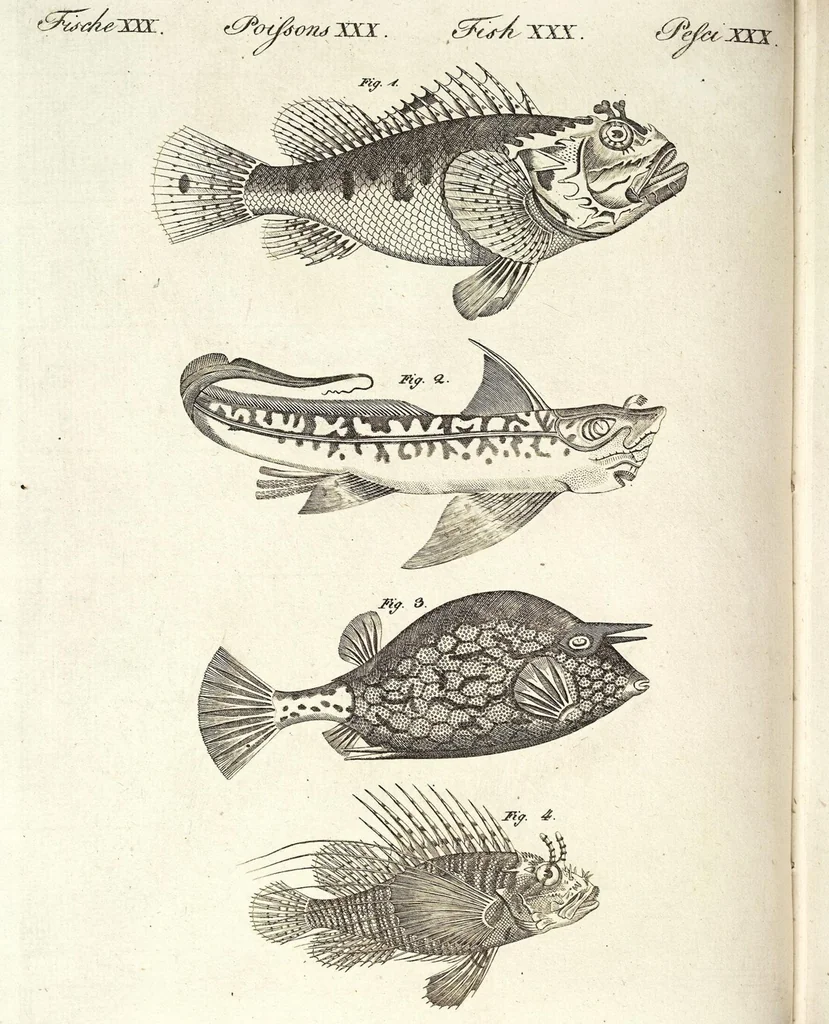 An illustration from (Band 4), 1802, leaf 58