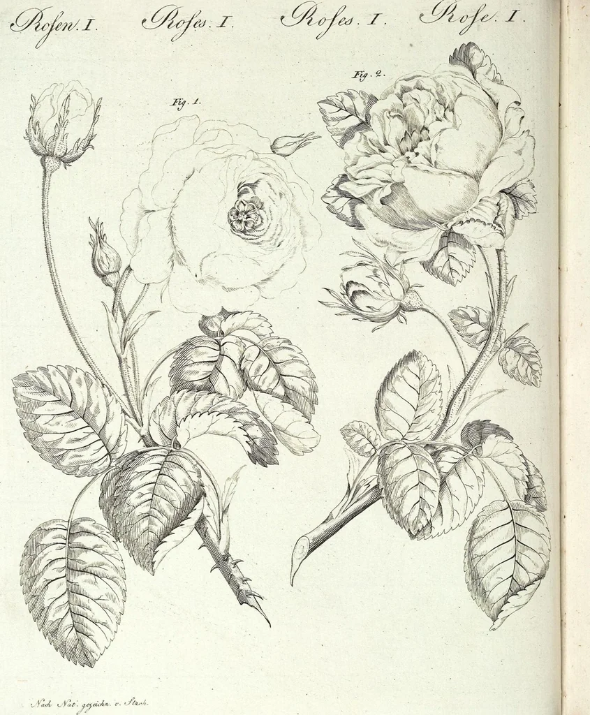 An illustration from (Band 4), 1802, leaf 73