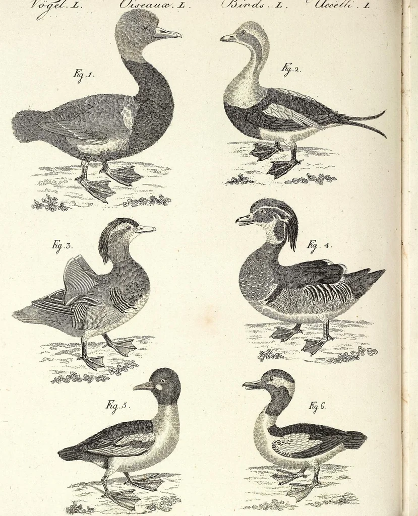 An illustration from (Band 4), 1802, leaf 78