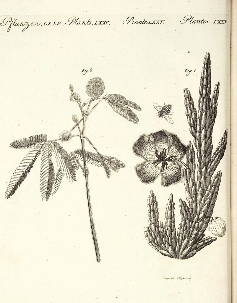 An illustration from (Band 4), 1802, leaf 8
