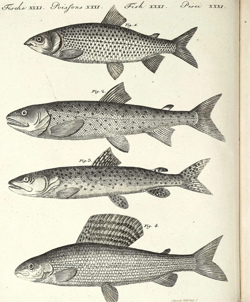 An illustration from (Band 4), 1802, leaf 83