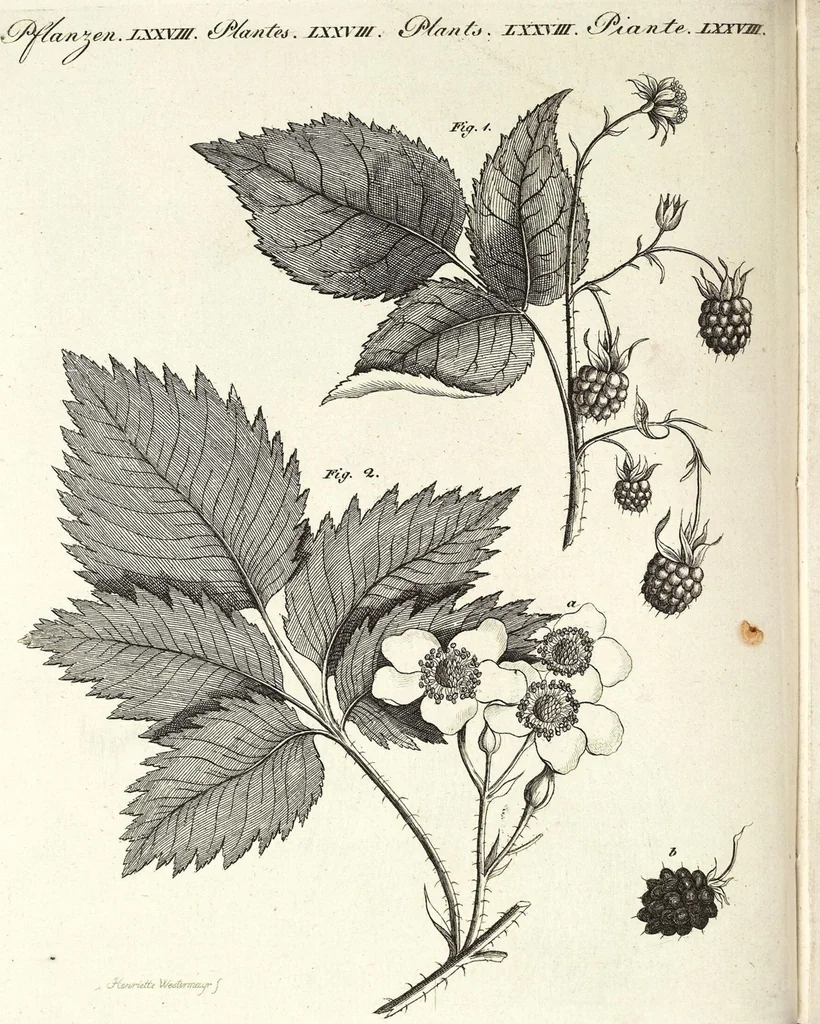 An illustration from (Band 4), 1802, leaf 88