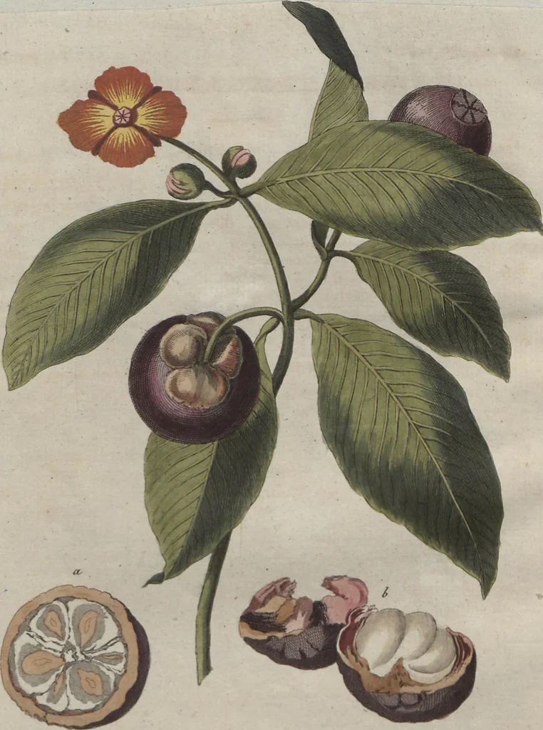 An illustration from (Band 6), 1807, leaf 141
