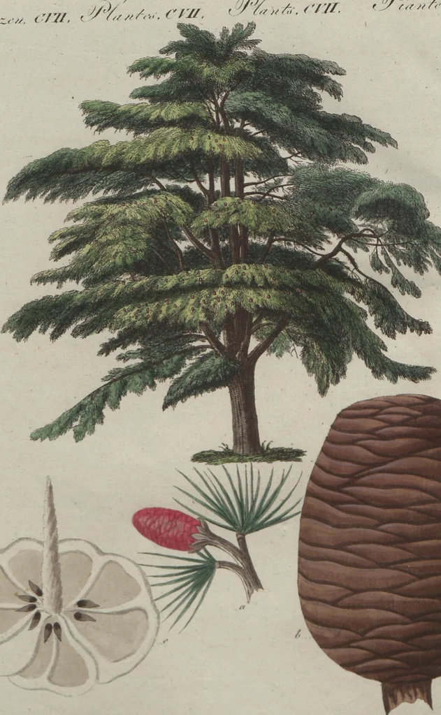 An illustration from (Band 6), 1807, leaf 195