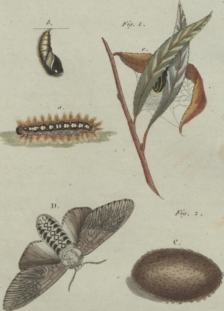 An illustration from (Band 6), 1807, leaf 225