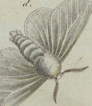 An illustration from (Band 6), 1807, leaf 225