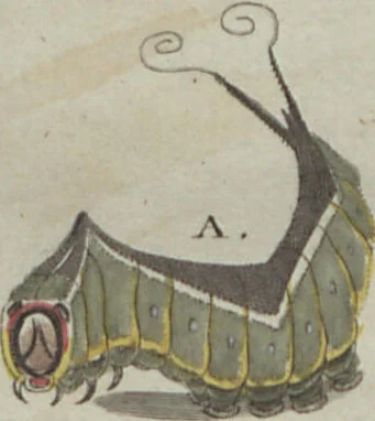 An illustration from (Band 6), 1807, leaf 225