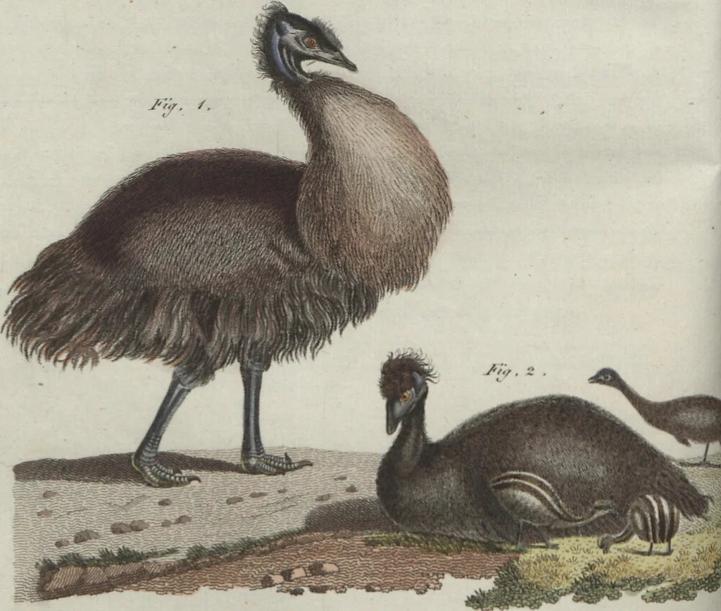 An illustration from (Band 6), 1807, leaf 243
