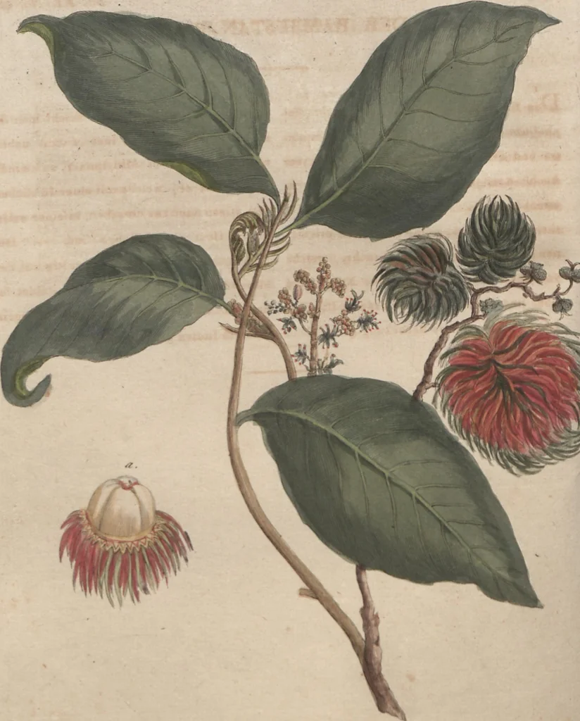 An illustration from (Band 6), 1807, leaf 249