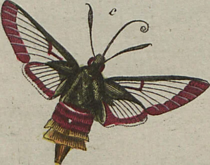An illustration from (Band 6), 1807, leaf 261