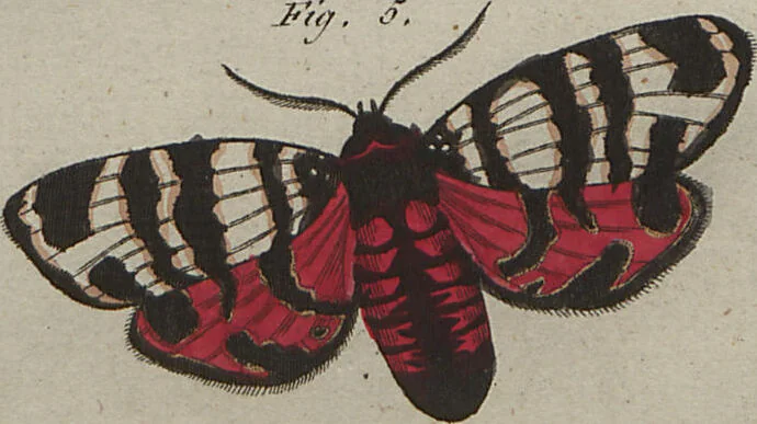 An illustration from (Band 6), 1807, leaf 261