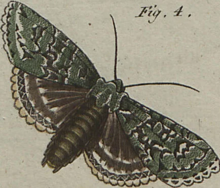 An illustration from (Band 6), 1807, leaf 261