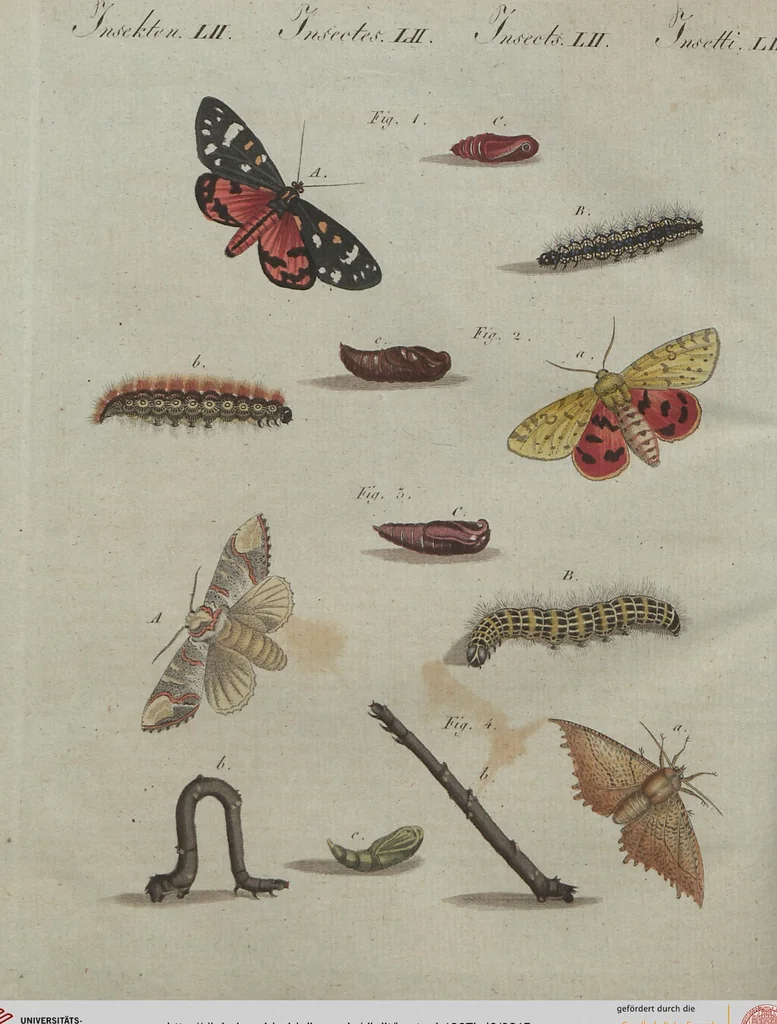An illustration from (Band 6), 1807, leaf 315