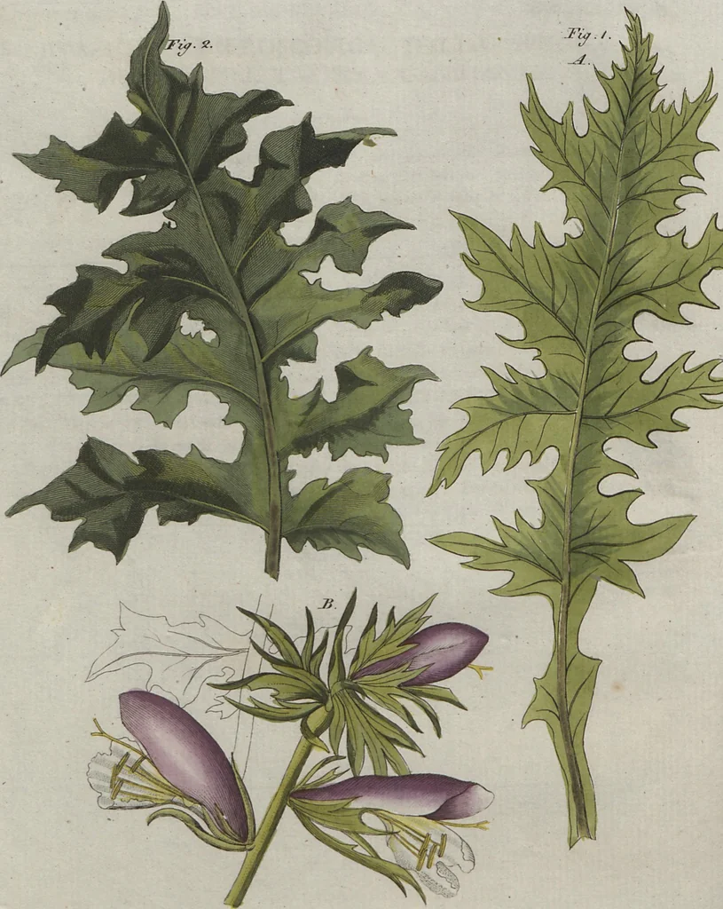 An illustration from (Band 6), 1807, leaf 33