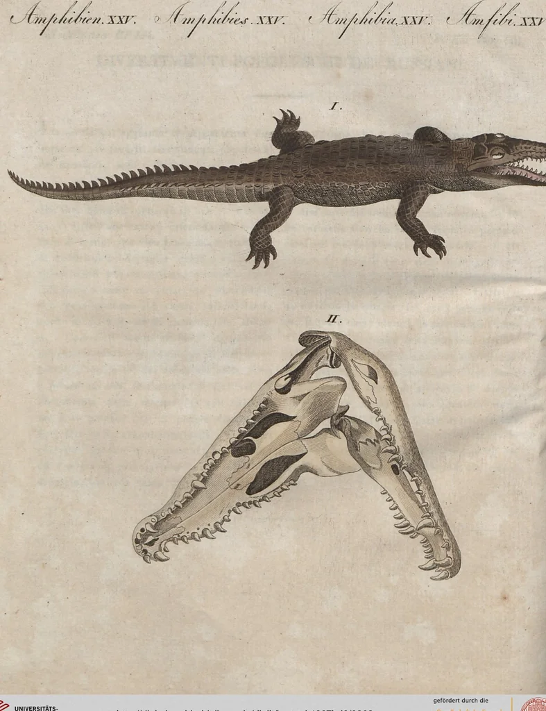 An illustration from (Band 6), 1807, leaf 363