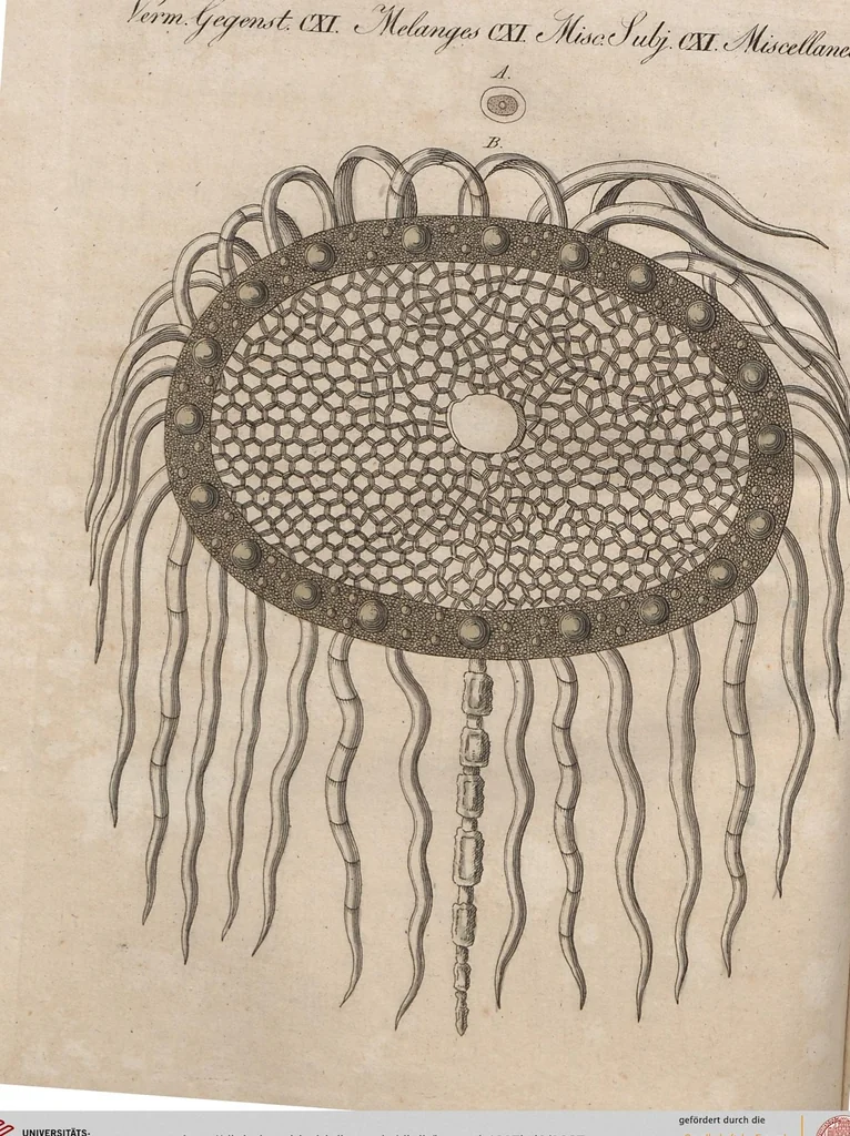 An illustration from (Band 6), 1807, leaf 387