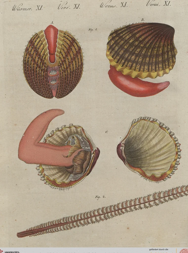 An illustration from (Band 6), 1807, leaf 39