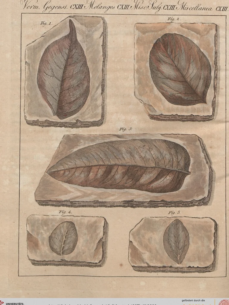 An illustration from (Band 6), 1807, leaf 399