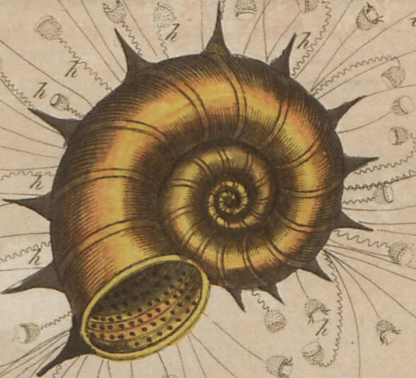An illustration from (Band 6), 1807, leaf 429