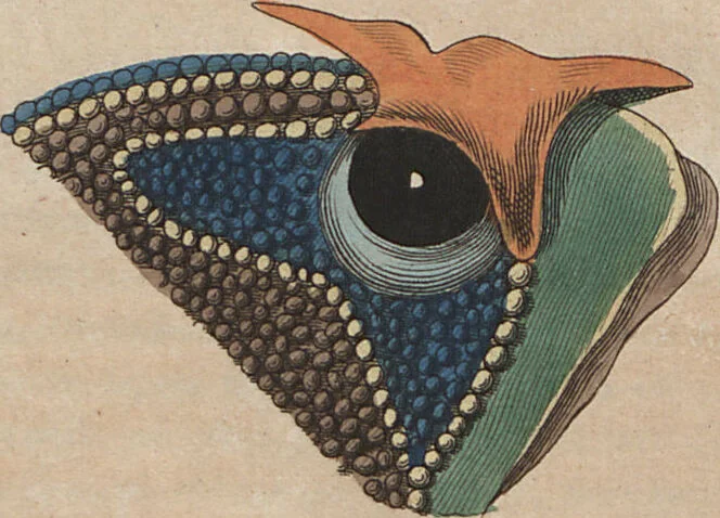 An illustration from (Band 6), 1807, leaf 435