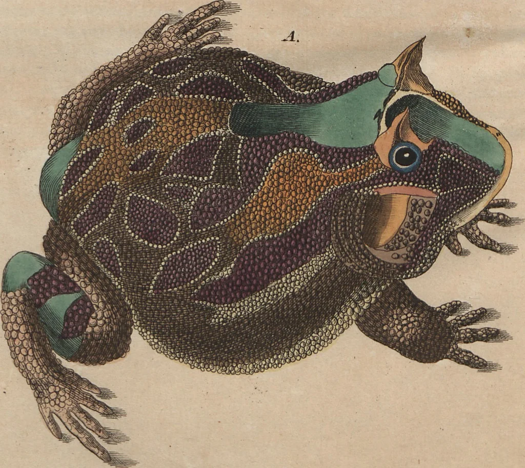 An illustration from (Band 6), 1807, leaf 435