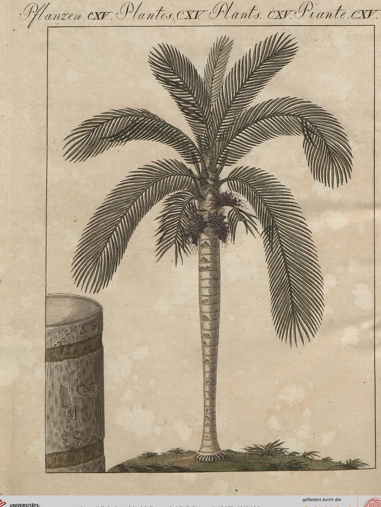 An illustration from (Band 6), 1807, leaf 483