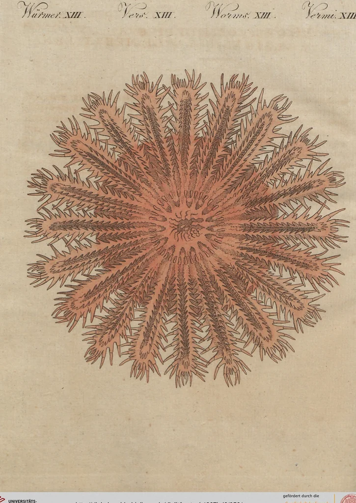 An illustration from (Band 6), 1807, leaf 501