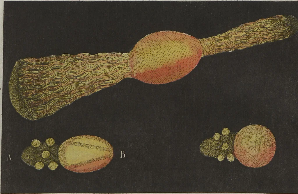 An illustration from (Band 6), 1807, leaf 51