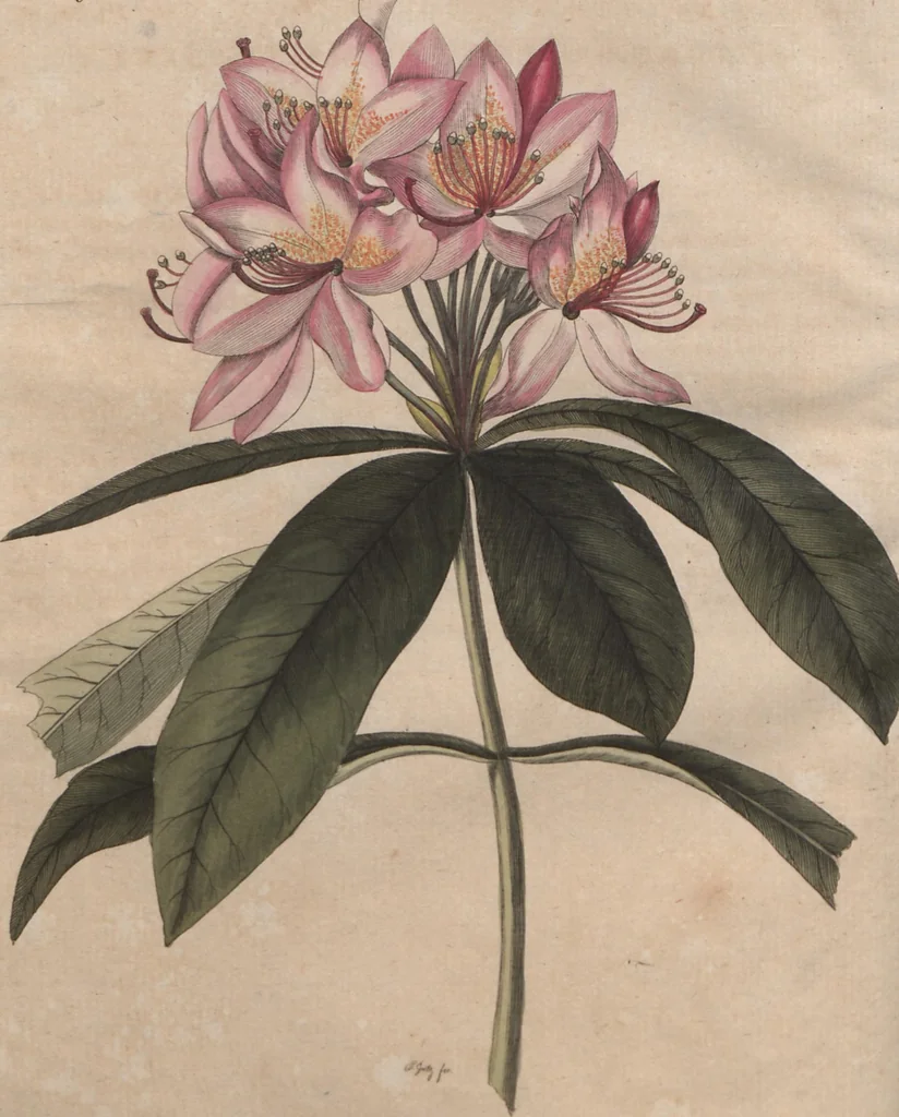 An illustration from (Band 6), 1807, leaf 513