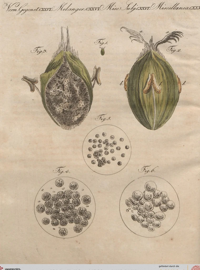 An illustration from (Band 6), 1807, leaf 525