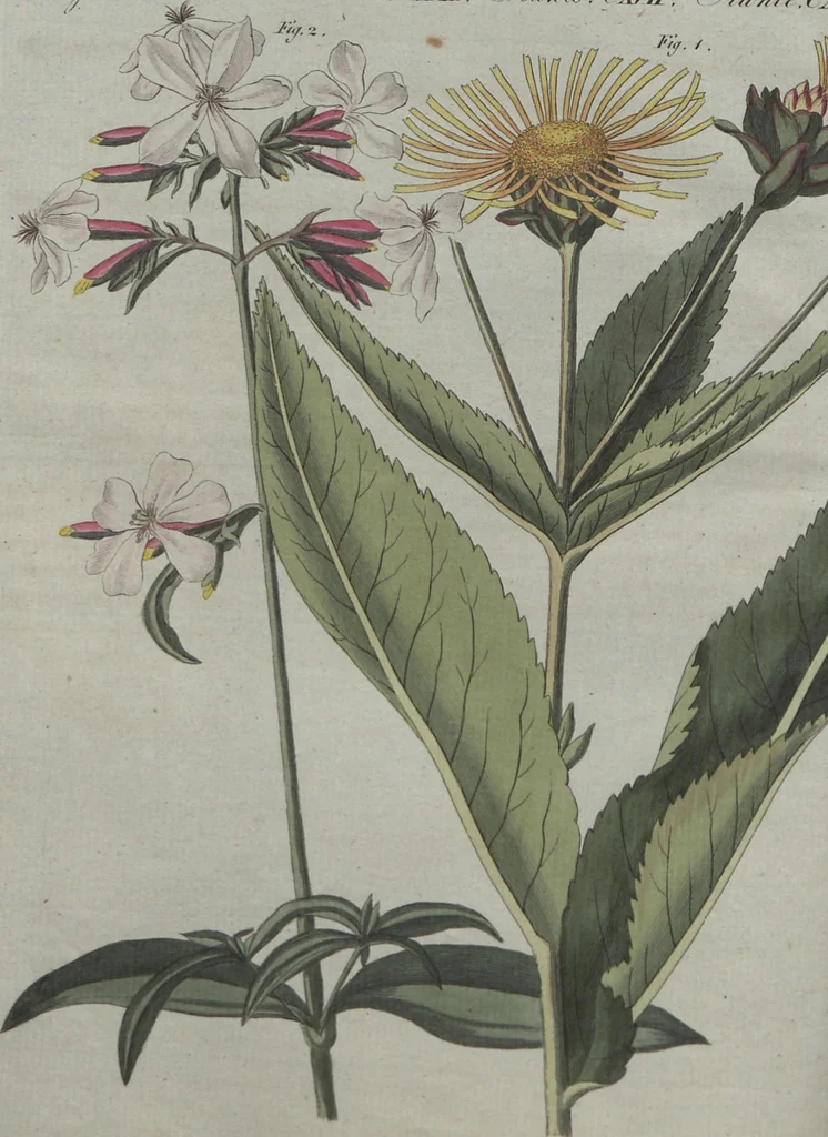 An illustration from (Band 6), 1807, leaf 567