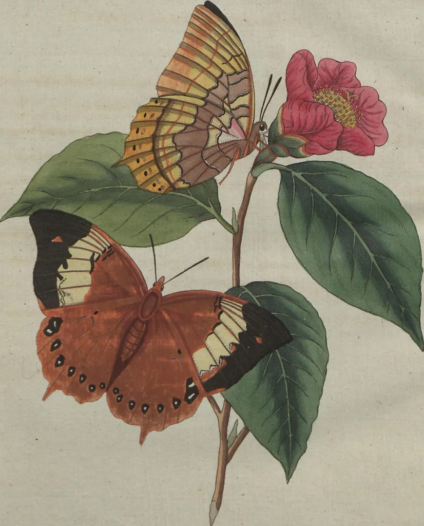 An illustration from (Band 6), 1807, leaf 585