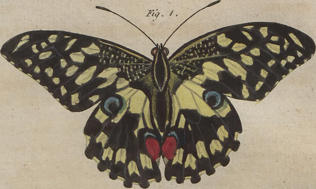 An illustration from (Band 6), 1807, leaf 63
