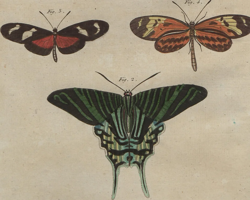An illustration from (Band 6), 1807, leaf 63