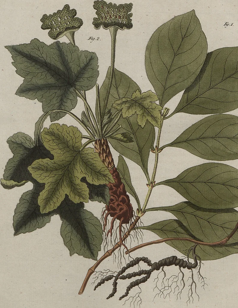 An illustration from (Band 7), 1810, leaf 113