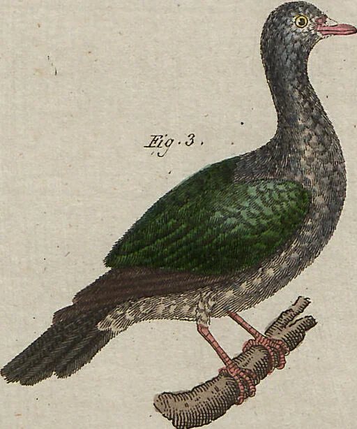 An illustration from (Band 7), 1810, leaf 119
