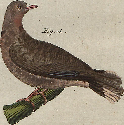 An illustration from (Band 7), 1810, leaf 119