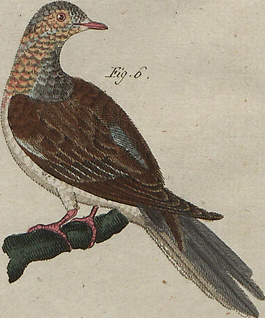 An illustration from (Band 7), 1810, leaf 119