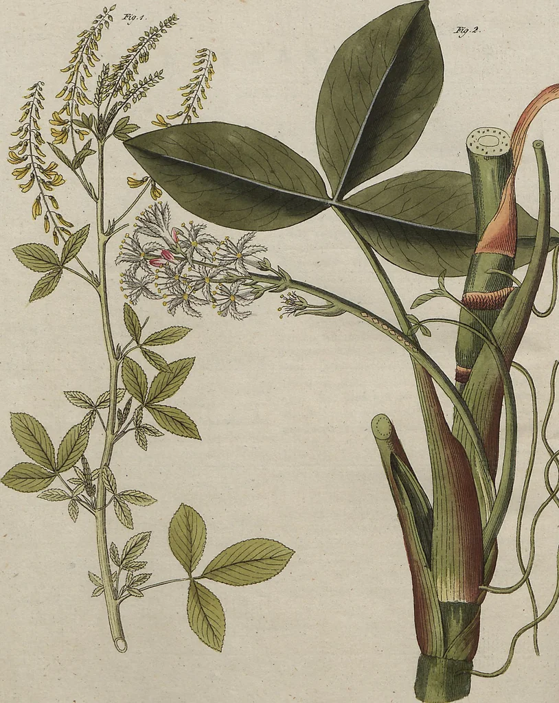 An illustration from (Band 7), 1810, leaf 122