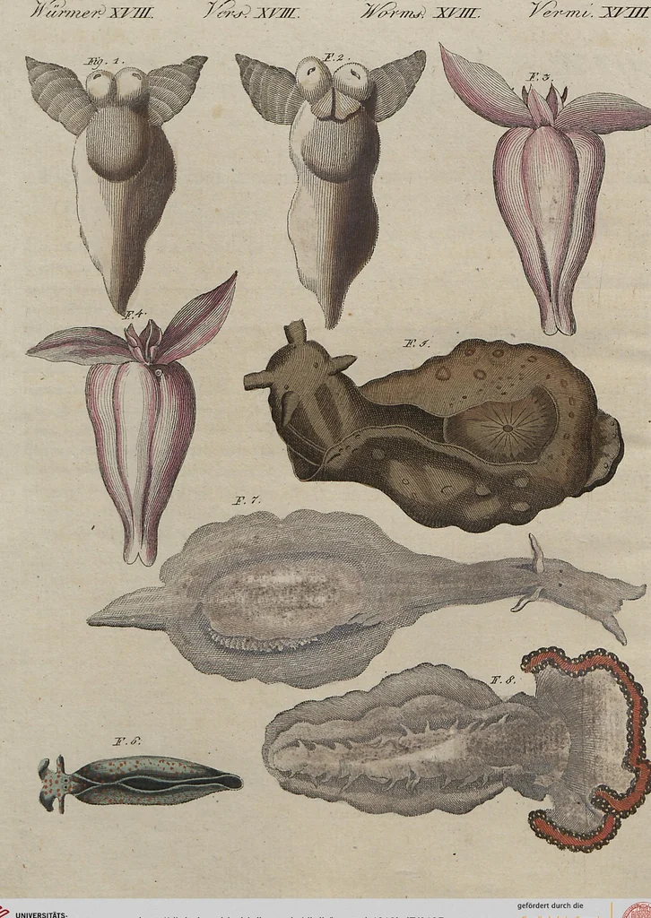 An illustration from (Band 7), 1810, leaf 125